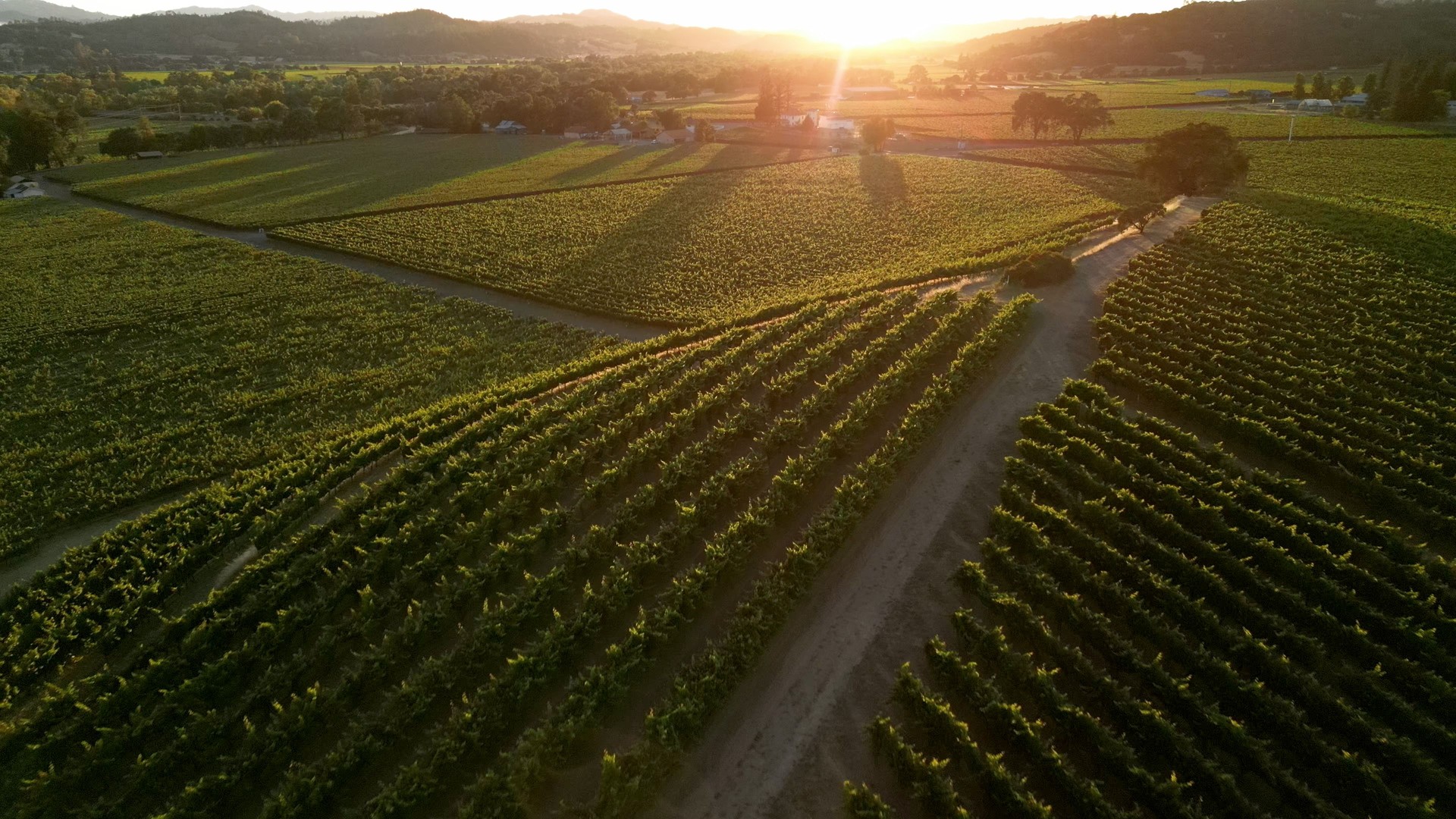 Aerial views of Vineyards at sunset in Sonoma county, Northern California